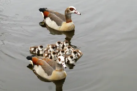 Swan family in water