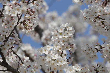 Tree full of blooming flowers