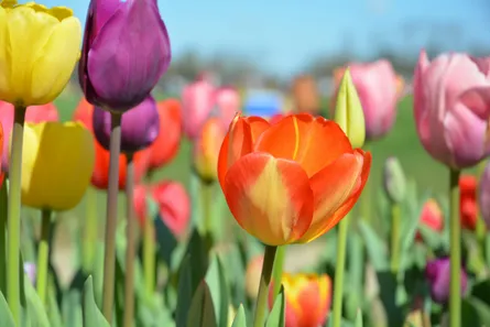 Tulips in a field