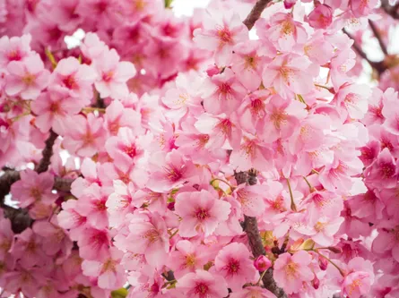 Beautiful pink blossoms