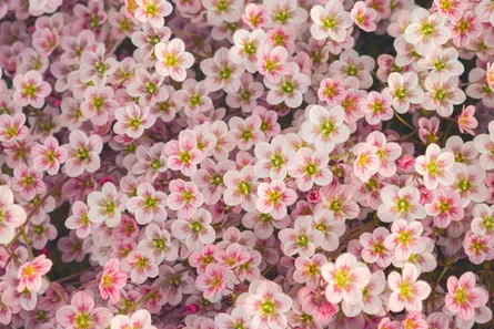 Pink flowers in bloom