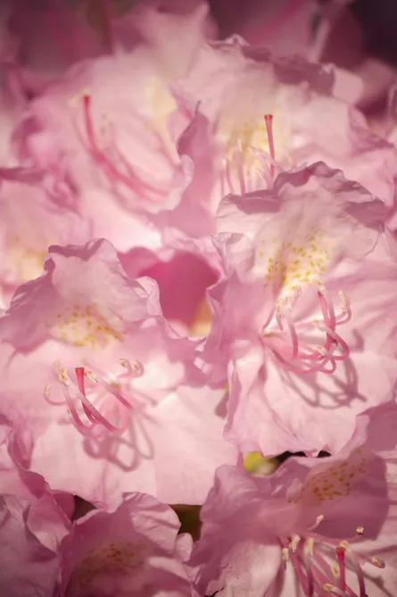 Pink flowers in a vase