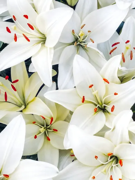 Flower bouquet in vase