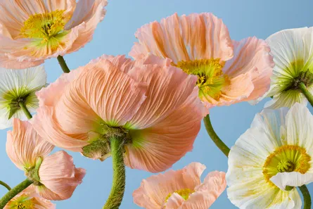 A bunch of pretty flowers