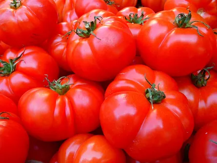 Red tomatoes in pile