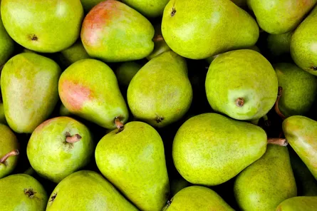 Green pears in a bunch