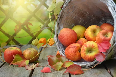 Apples on table