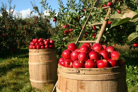 Apples in barrels