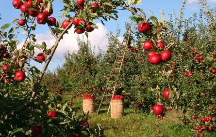 Apples on tree