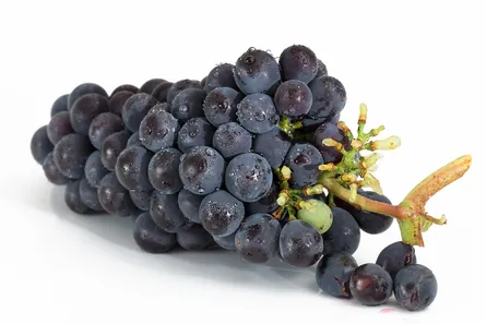 Grapes on white background