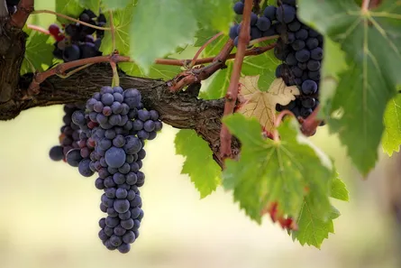 Grapes growing on vine