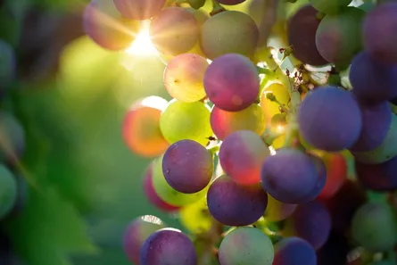 Grapes on vine