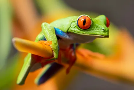 Frog eyes animal