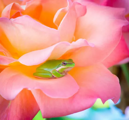 Frog on Rose animal nature