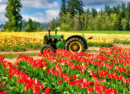 Tractor in fields of flowers