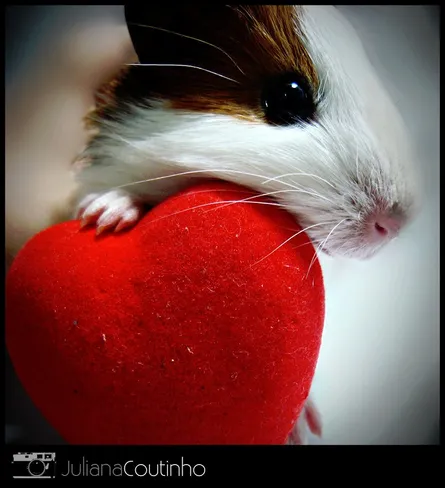 Guinea pig heart 48 08