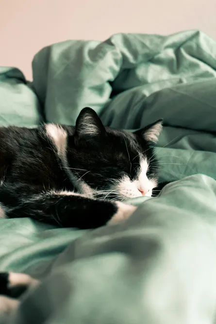 Sleeping cat in bed