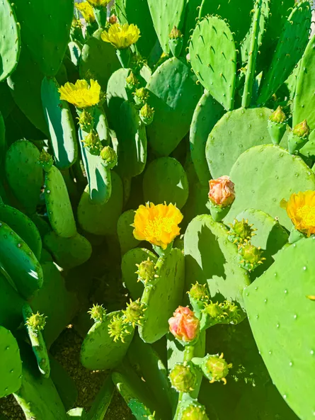 Cactus flowers