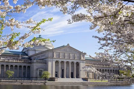 Cherry blossoms in spring