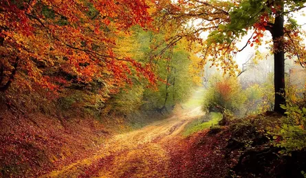 Road through Maple Forest