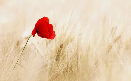 Red poppy in field