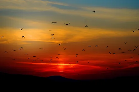 Flock of birds flying at dusk