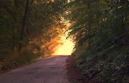 Sunlight through trees