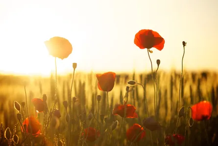 Red flowers in field