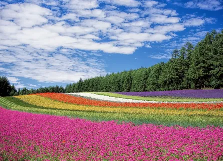 Colorful field of flowers