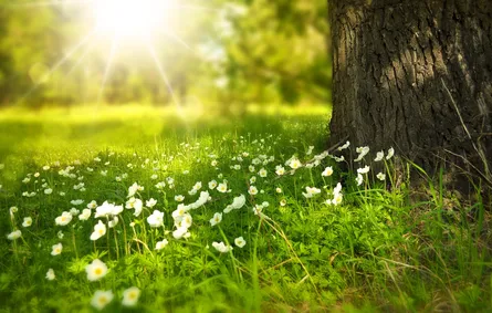 Flower field sunny day