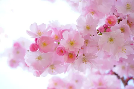 Beautiful pink flower tree