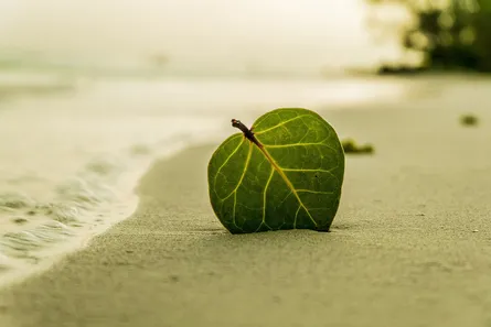 Leaf on sandy beach