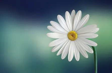 A daisy by a flower