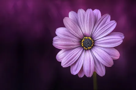 Purple daisy on table