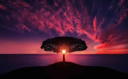 Awe-inspiring tree sunset