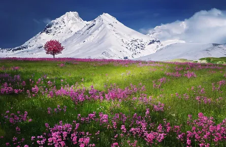 Mountain in field of flowers