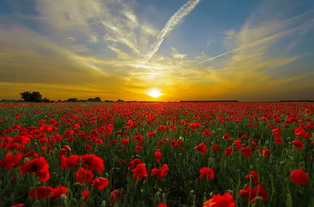 Sunset red flower field