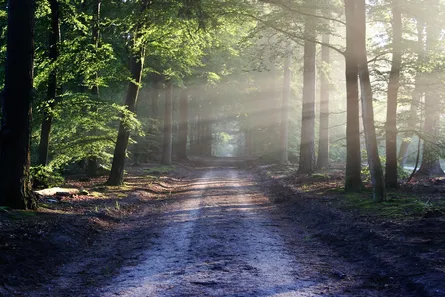 Sunlight on forest path