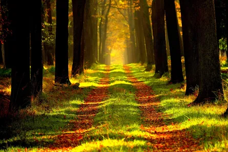 Long path through forest