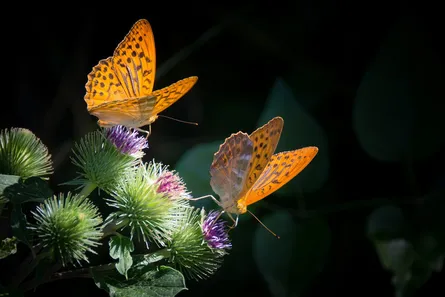 Two butterflies on a flower