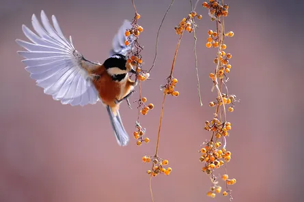 Bird perched on branch