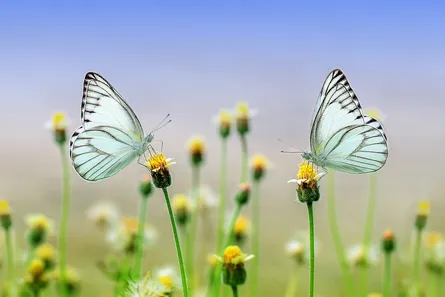 Butterfly on flowers