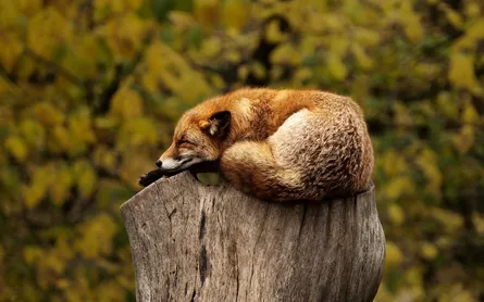 Fox sleeping on stump