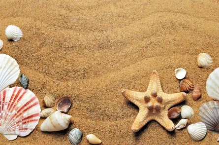 Seashells and starfish on sand