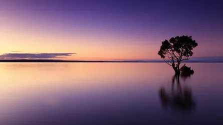 Sunset lake horizon tree