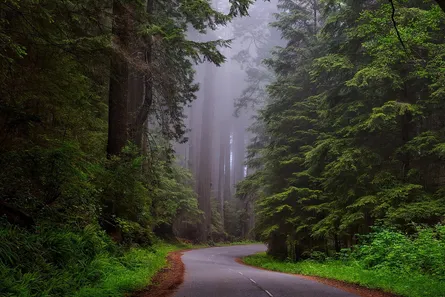 Lush green forest