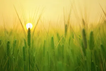 Sunlight shines on wheat