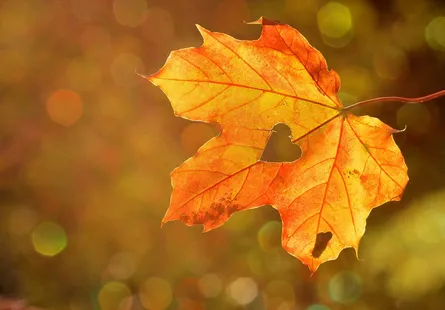 Tree leaf falling from tree