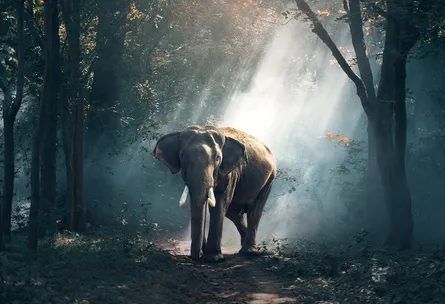 Elephant standing in woods