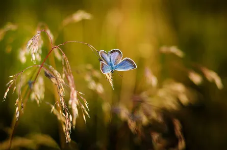 Blue butterfly on flowering plant